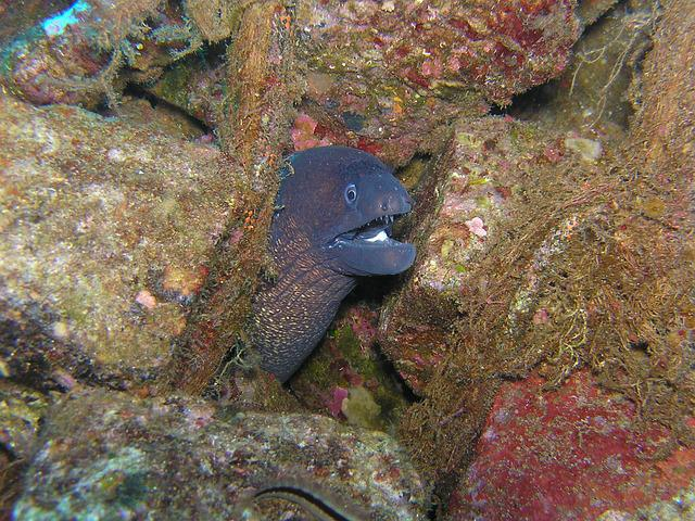 moray eel, dive, underwater