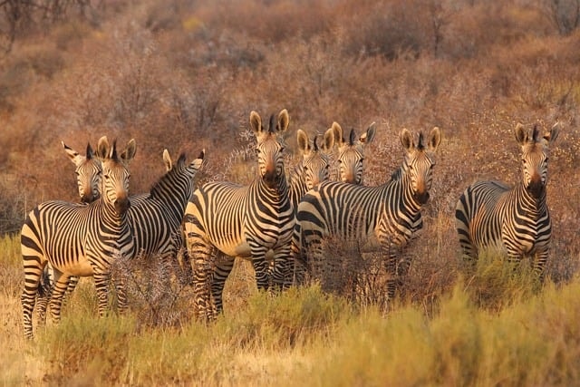 Family Safari Holidays: Top Family-Friendly Safari Destinations in Africa