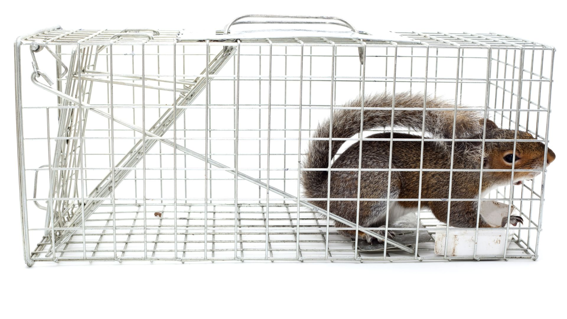 Safeguard Trap Rats Squirrels Humane Trap 50450