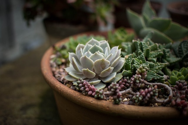 cacti, beautiful flowers, flora