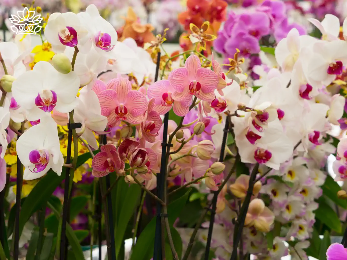 A diverse assortment of orchids in full bloom, featuring pink, white, and purple flowers, in a display. Fabulous Flowers and Gifts - Orchids Collection.