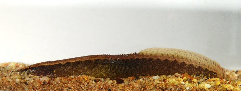 the peacock eel