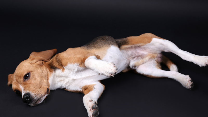 Dog's Back Legs Weak and Shaking: Here's How to Help