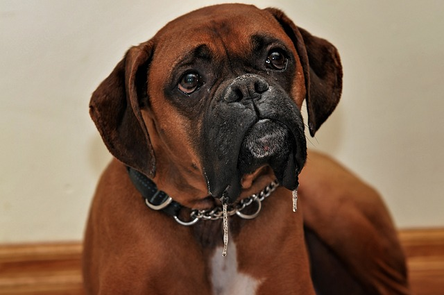 boxer, dog, animal