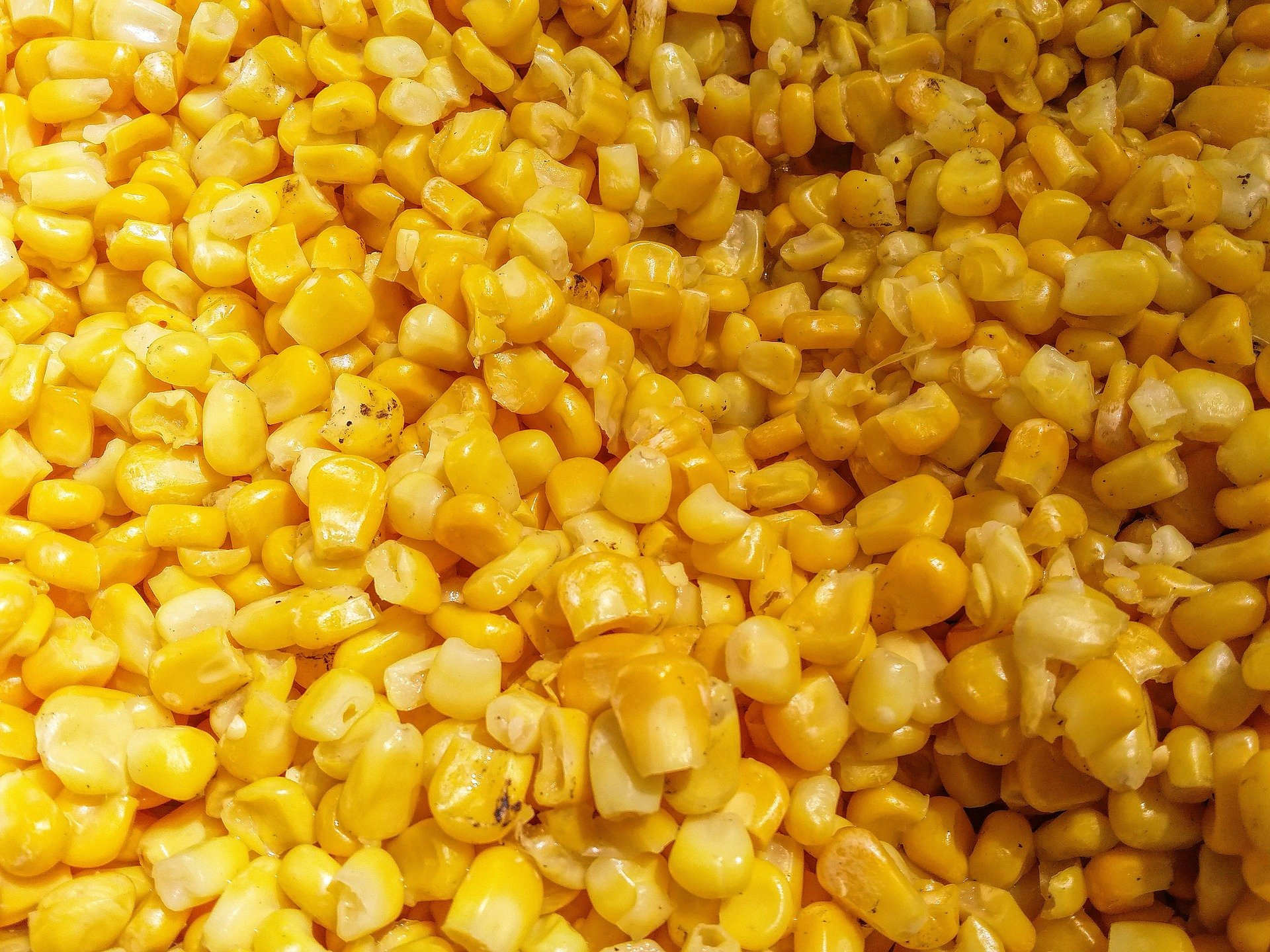 Carp love to eat sweet corn