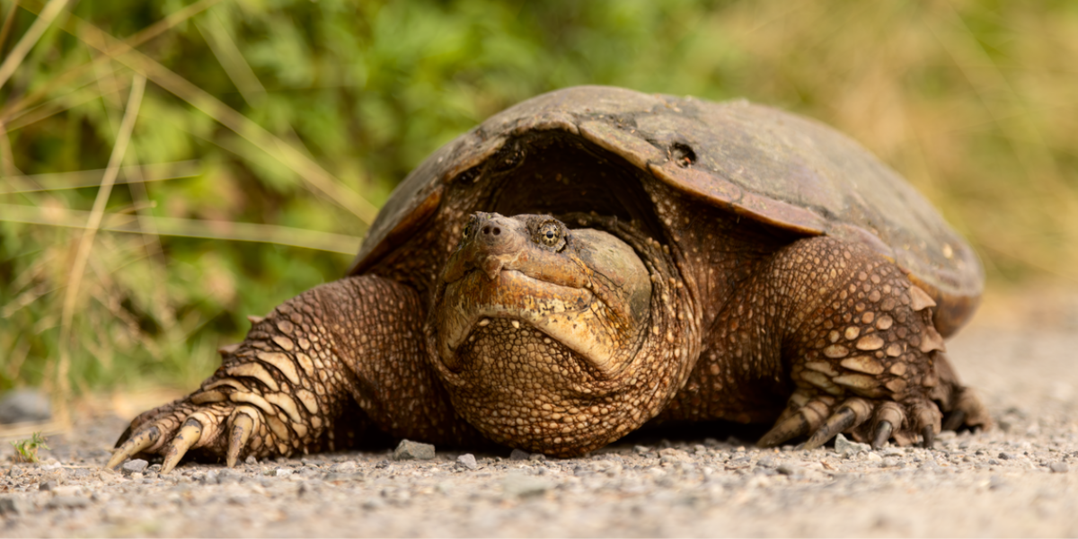 Common Snapping Turtles, turtle