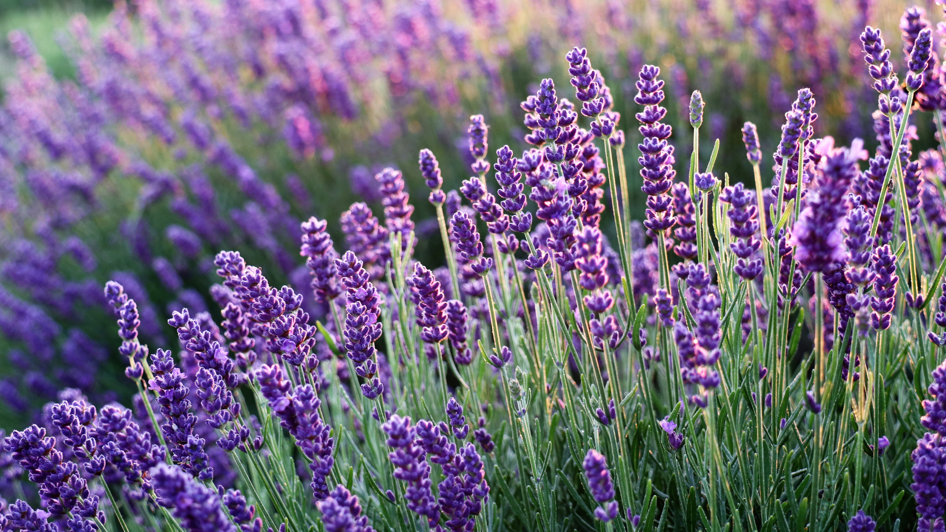 Lavendel, Duft, Ätherische Öle, Pflanze, Blüten, Wirkung