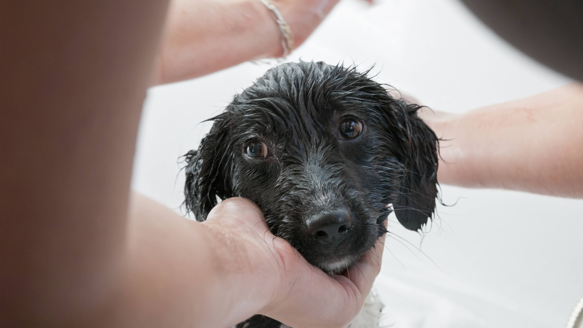 A Stabyhoun puppy receiving a bath