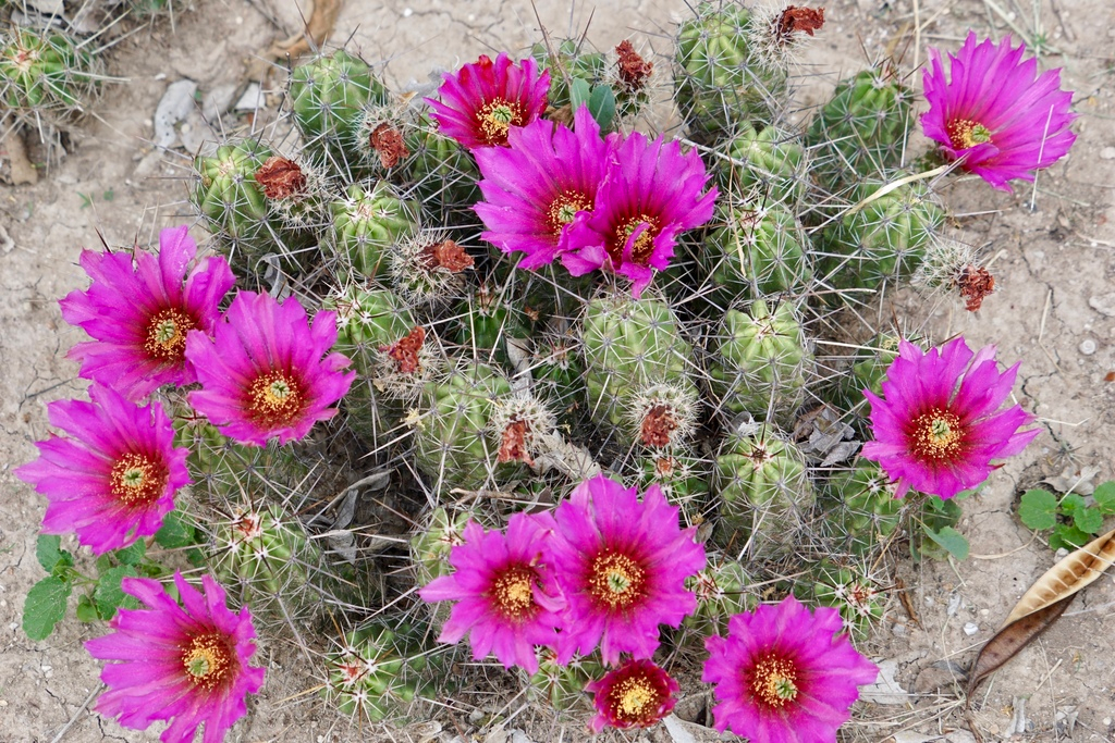 Flowering Cactus, Cacti