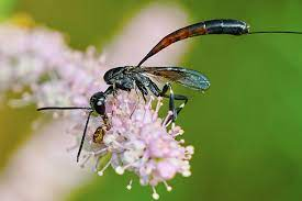 1,590 Parasitic Wasp Stock Photos, Pictures & Royalty-Free Images - iStock