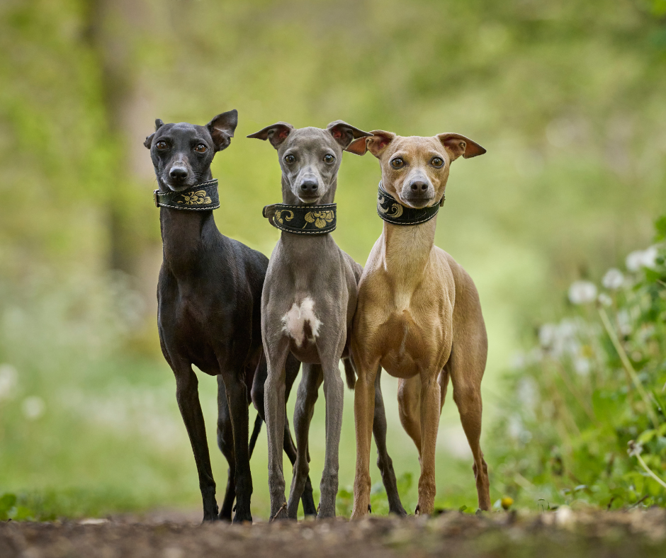Three Whippets standing side by side