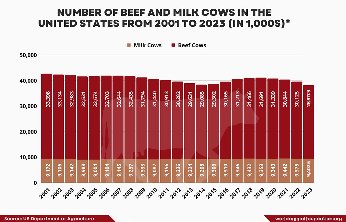 number of milk cows in us