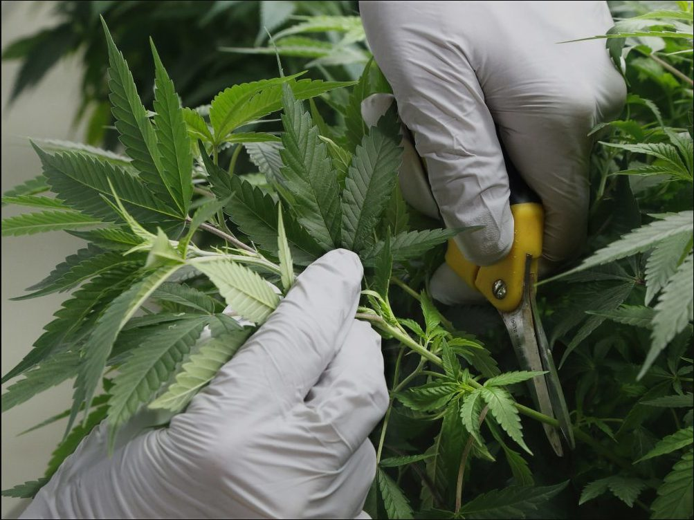 Cut Marijuana Plants
