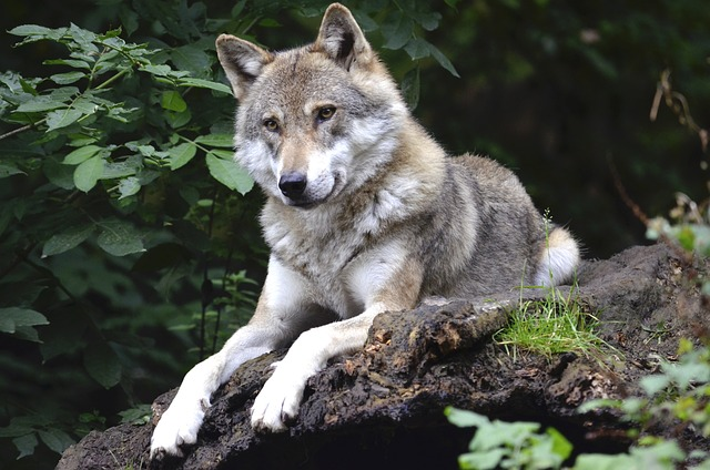 wolf, canine, forest