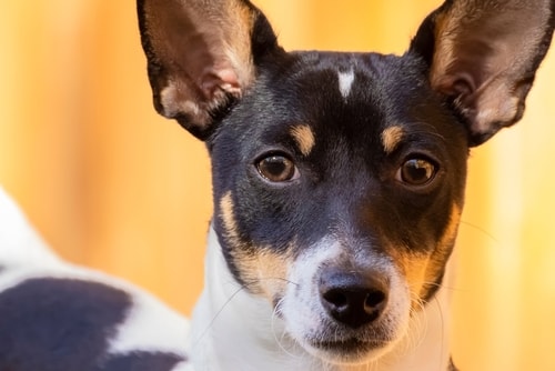 A close up face view of the Toy Fox Terrier