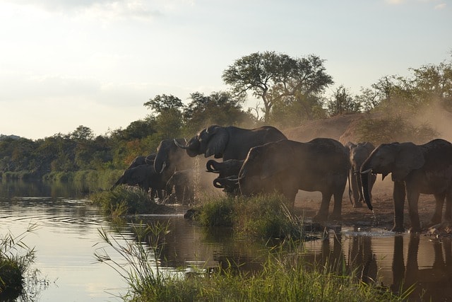 Family Holidays South Africa: Wildlife Safaris in Kruger National Park