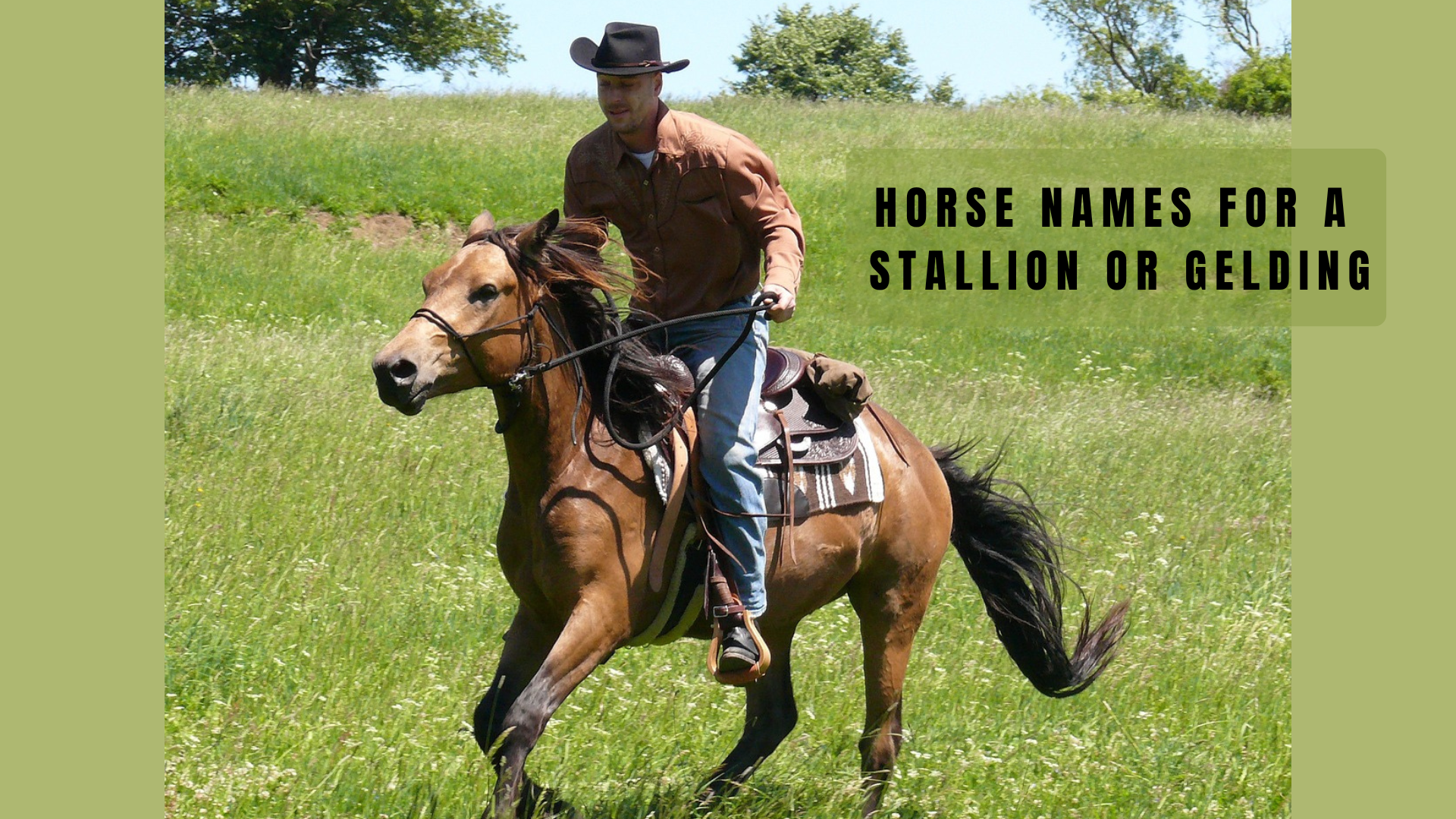 male western horse names.