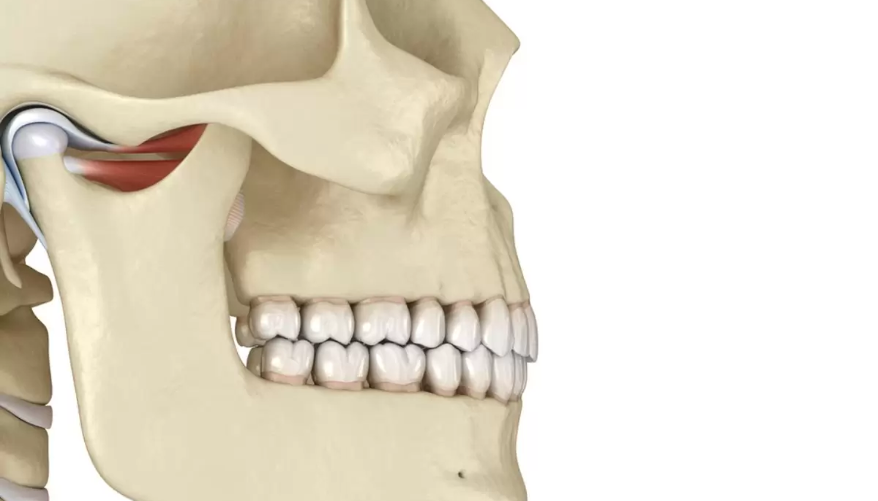 Illustrasjon viser hodeskalle fra siden med tydelig kjeveledd, tannrekker og anatomiske strukturer i underkjeven. kjeven ut av ledd lukke munnen kjeven går kjeven leddet ledd behandling munnen går kjeveleddet ofte stilling problemer hos smerter andre symptomer operasjon viktig unngå kjeveleddene tilfeller føre eksempel får akutt åpne kjeveledd langt flere mer oftest oppstår følge stress tillegg underkjeven plager tenner skjer tilstand øvelser tannlegen artrose vanskelig benet smertene rundt haken tannlege tennene riktig under bevege lege tygge muskelavslappende holde mat nødvendig