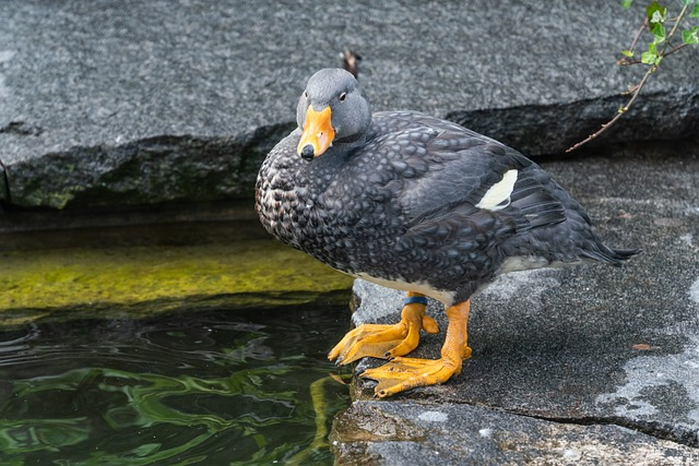 Steamer duck, birds that start with F