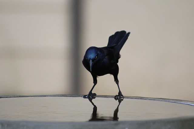 nature, bird, common grackle