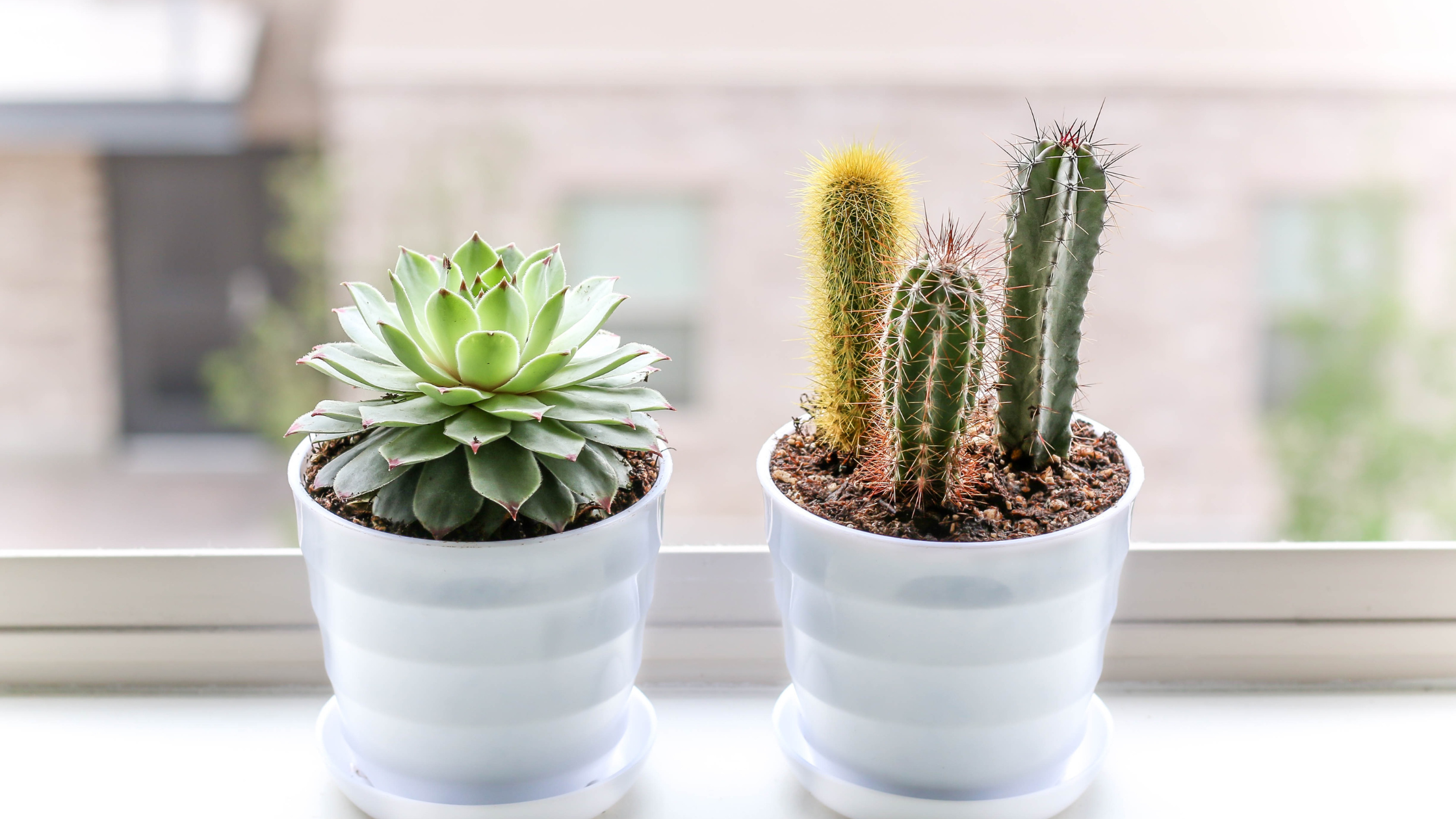 Cacti on a window ledge