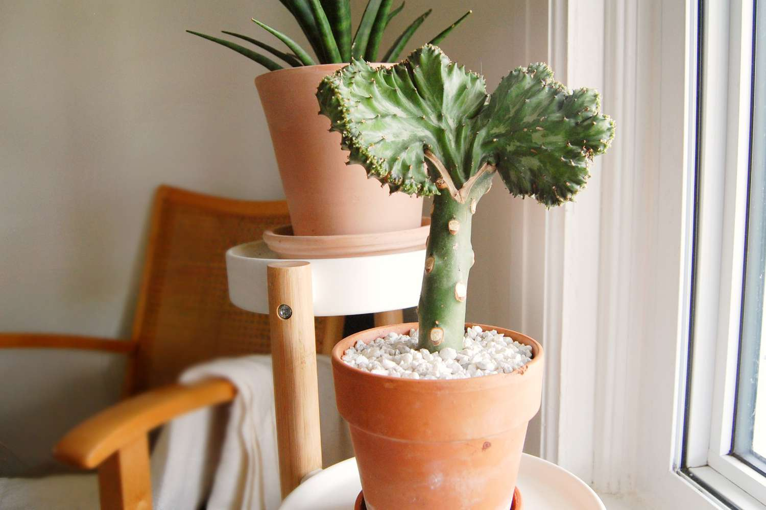 crested candelabra plant, coral cactus plant, crested euphorbia