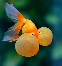 A Bubble-Eye Goldfish. It is a selectively bred fancy fish that has no  dorsal fin and can only look upwards : r/assholedesign