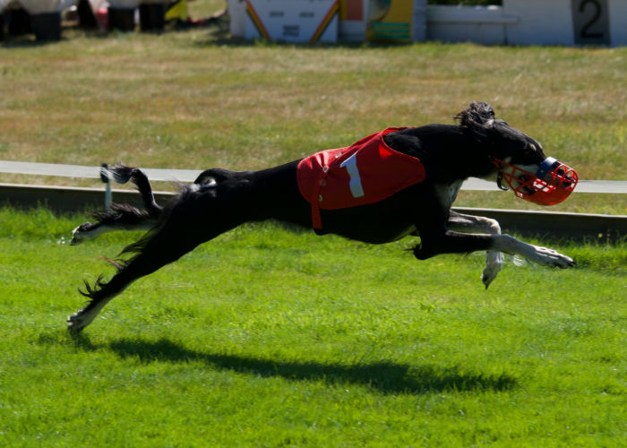 A black and white Saluki running at full speed in a race