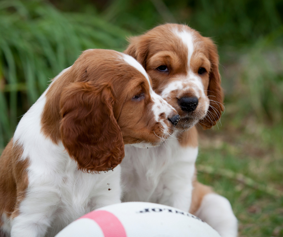 Two Welshie puppies with a football