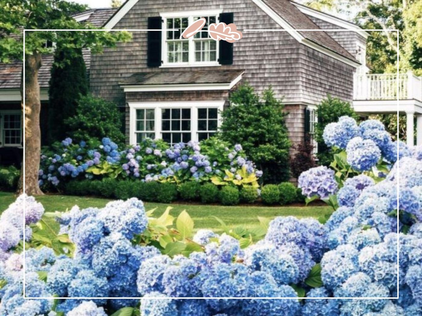 Cape Cod-style house with lush blue hydrangea garden in bloom – Top 50 Flower Species blog by Fabulous Flowers & Gifts.