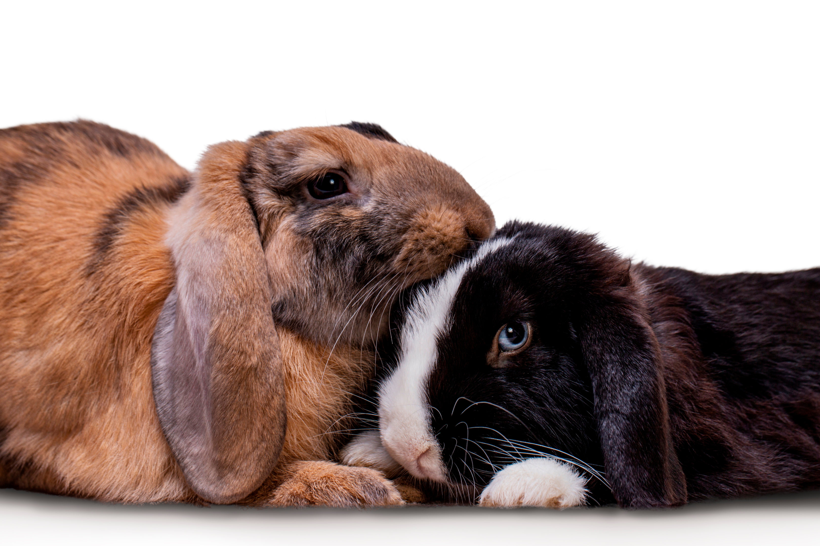 pet bunny, pet rabbits, rabbit