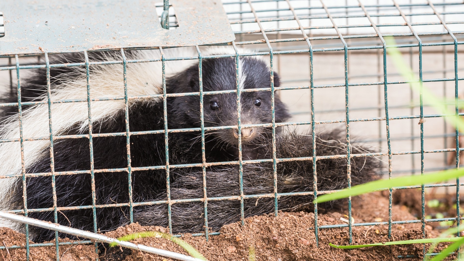 A skunk in a cage trap.