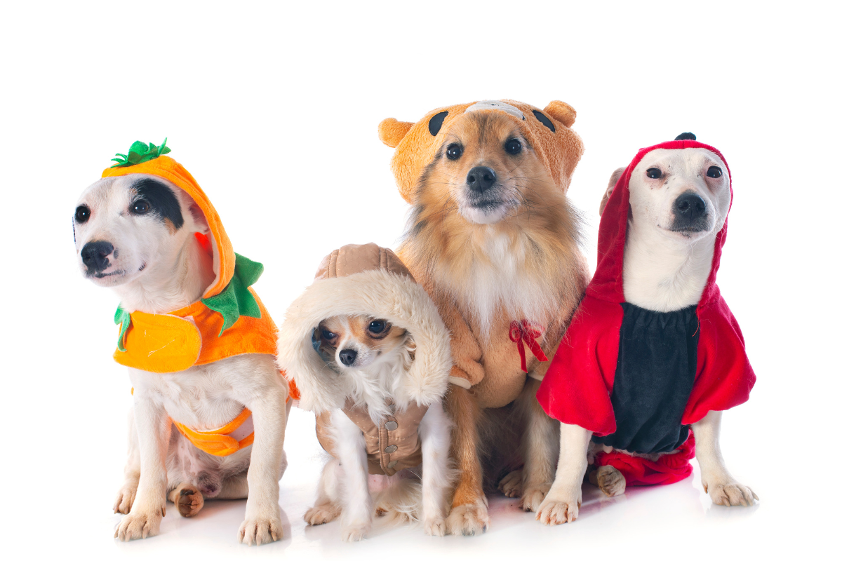 A group of dogs dressed in matching Halloween costumes.