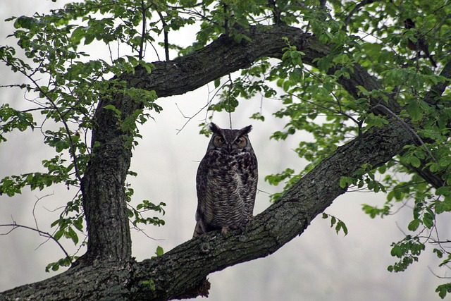 owl, great, horned