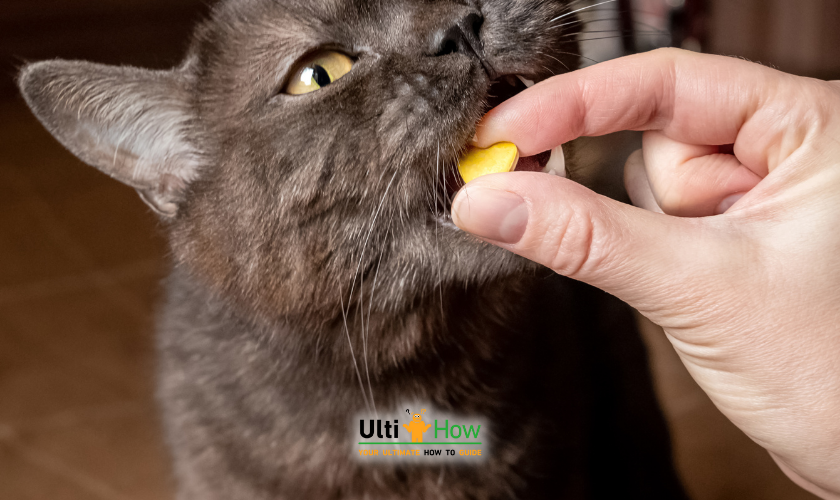 Use Positive Reinforcement in a post about How To Stop Cat From Peeing On Couch