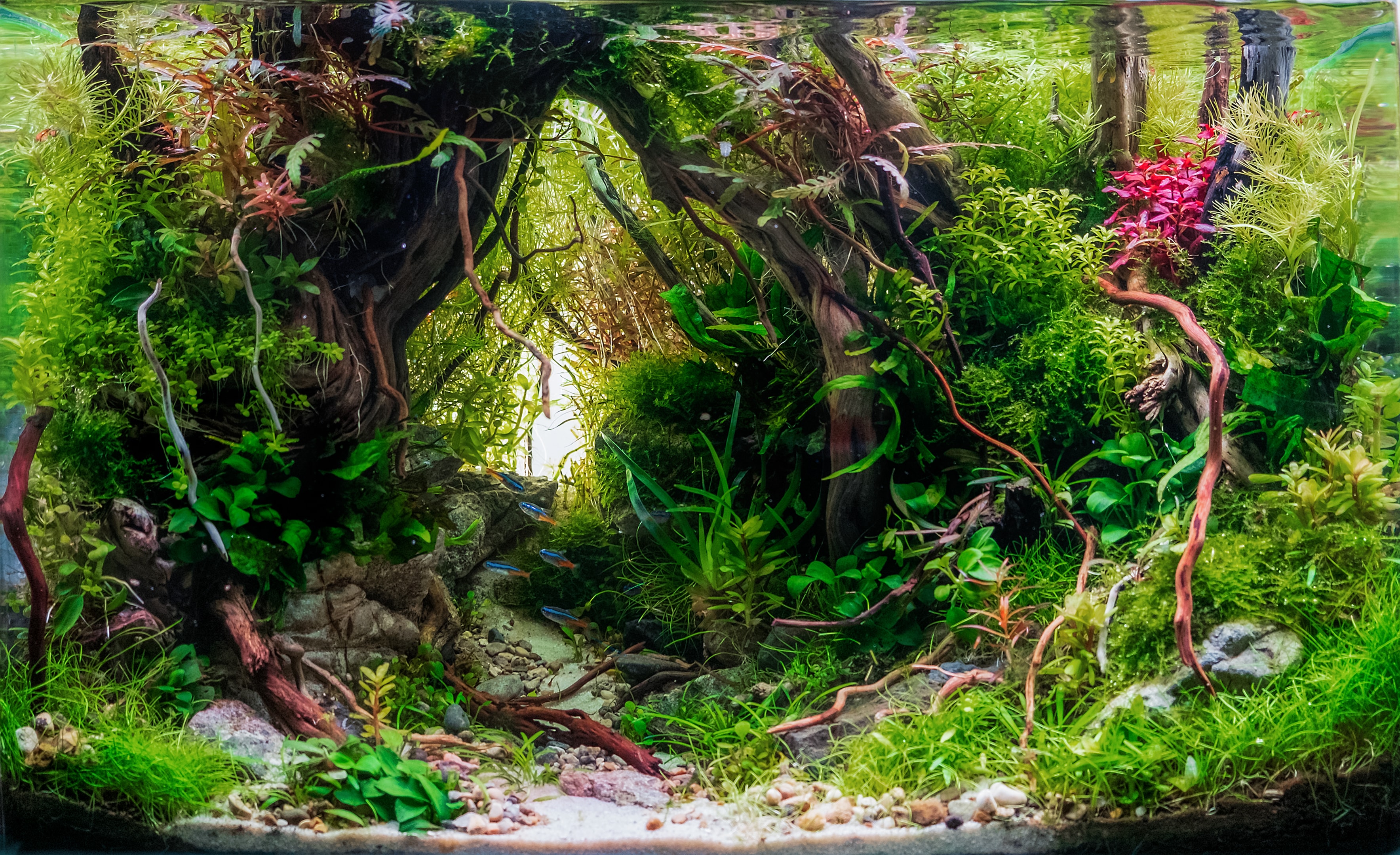 balanced and healthy tank