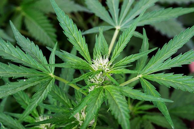 legal hemp plants, hhc cannabinoid, hemp products