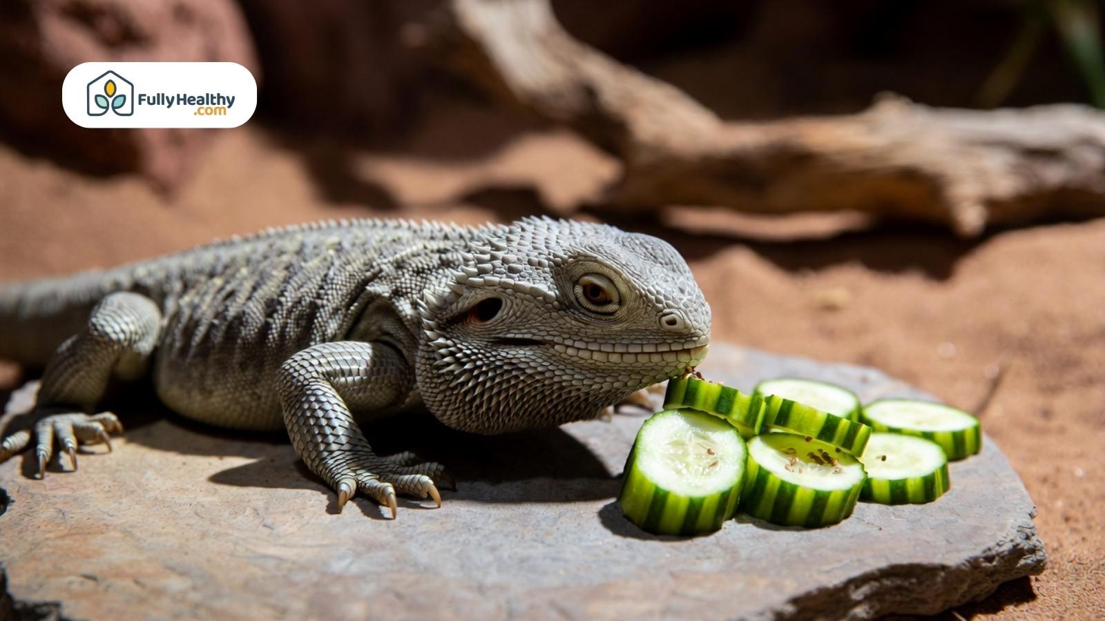 Bearded dragon lizard eating cucumber slices on rock in terrarium enclosure