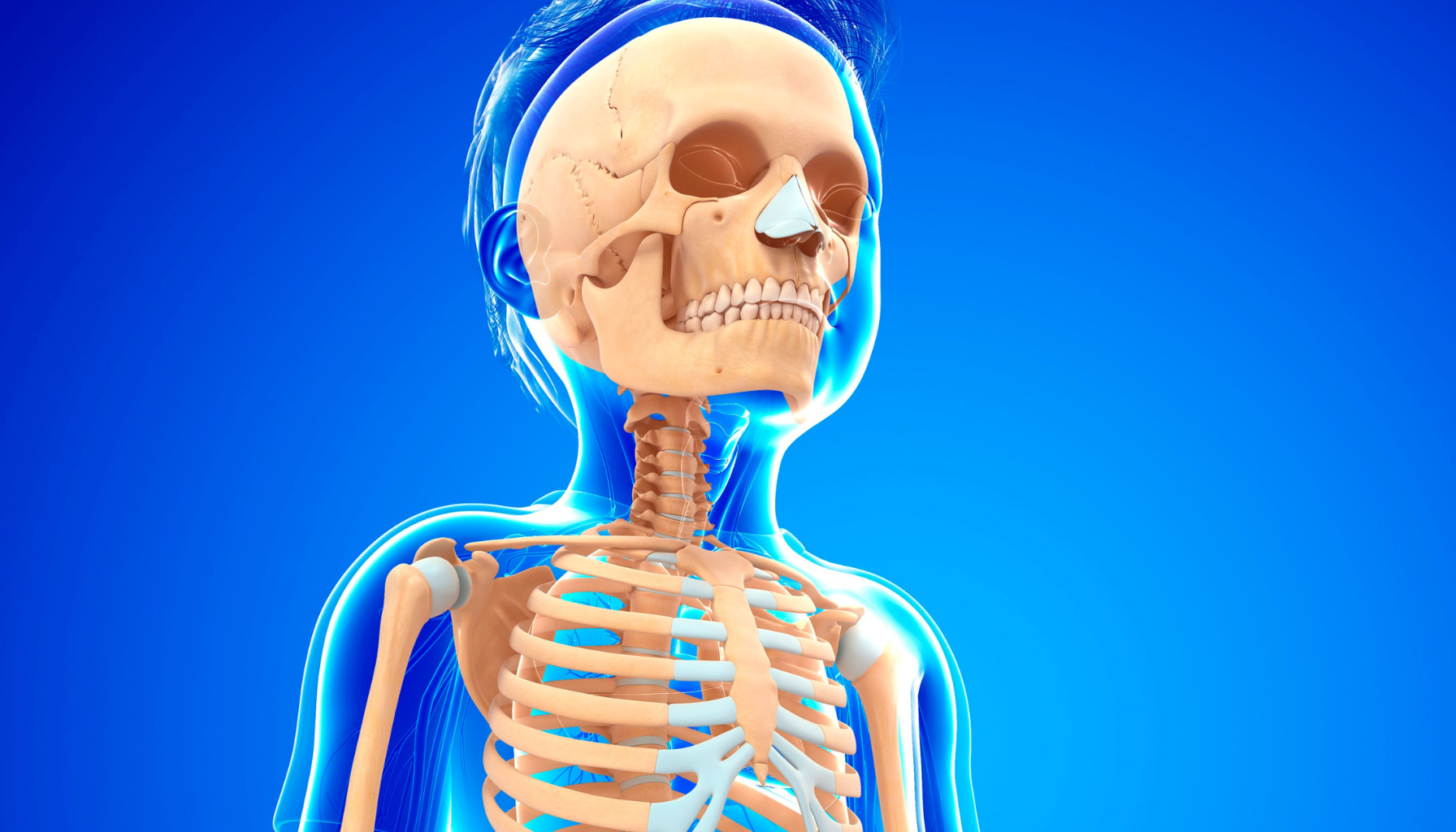 Digital illustrasjon av menneskeskjelett med gjennomsiktig kroppsomriss, viser beinstruktur og anatomi mot blå bakgrunn.