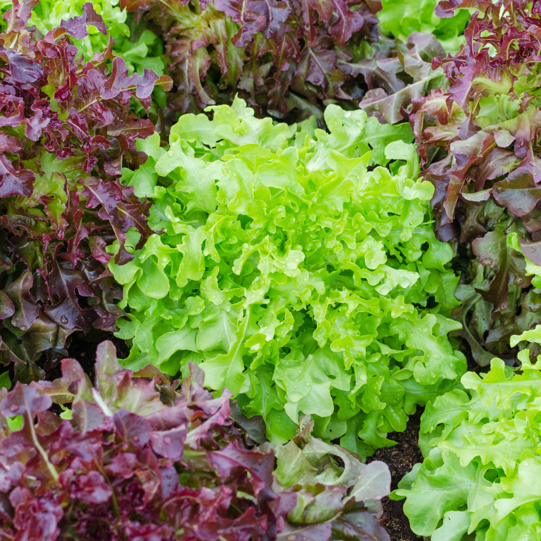 red and green lettuce in garden