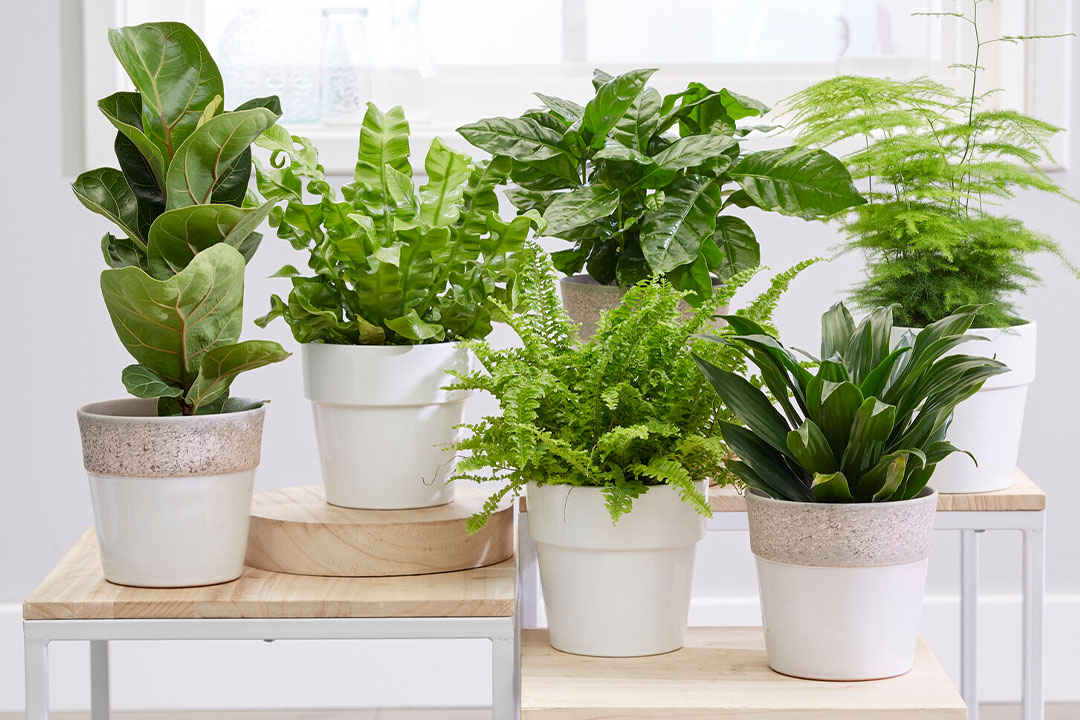 Indoor plants in white pots