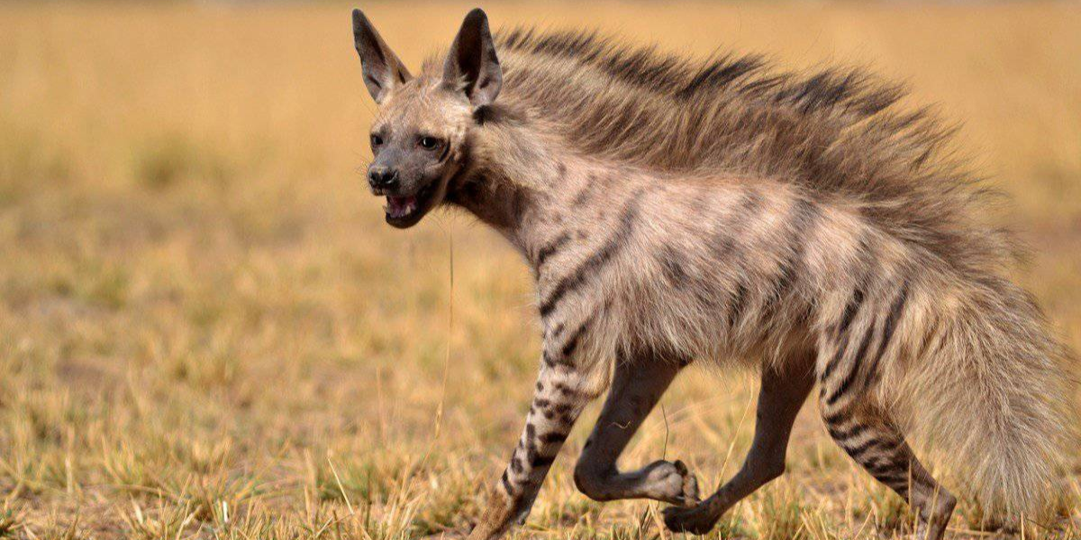 aardwolf, Botswana