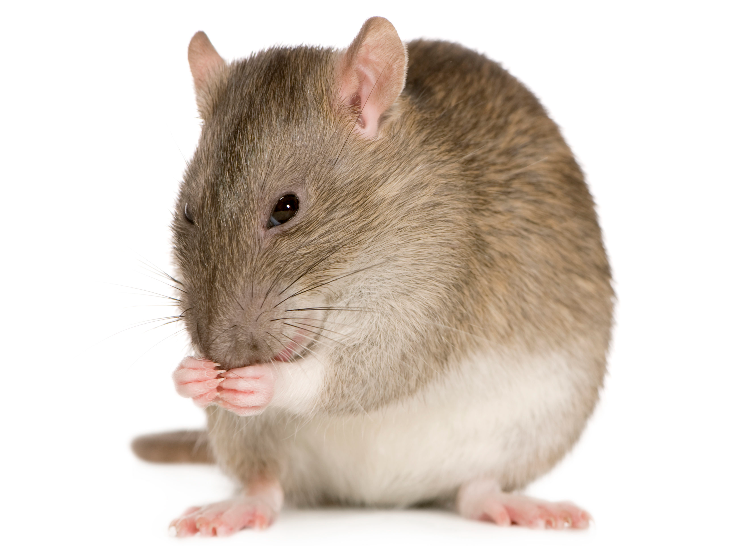 Pasadena, CA rodent control companies can make your infestation a thing of the past