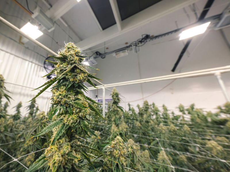 indoor cannabis grow room