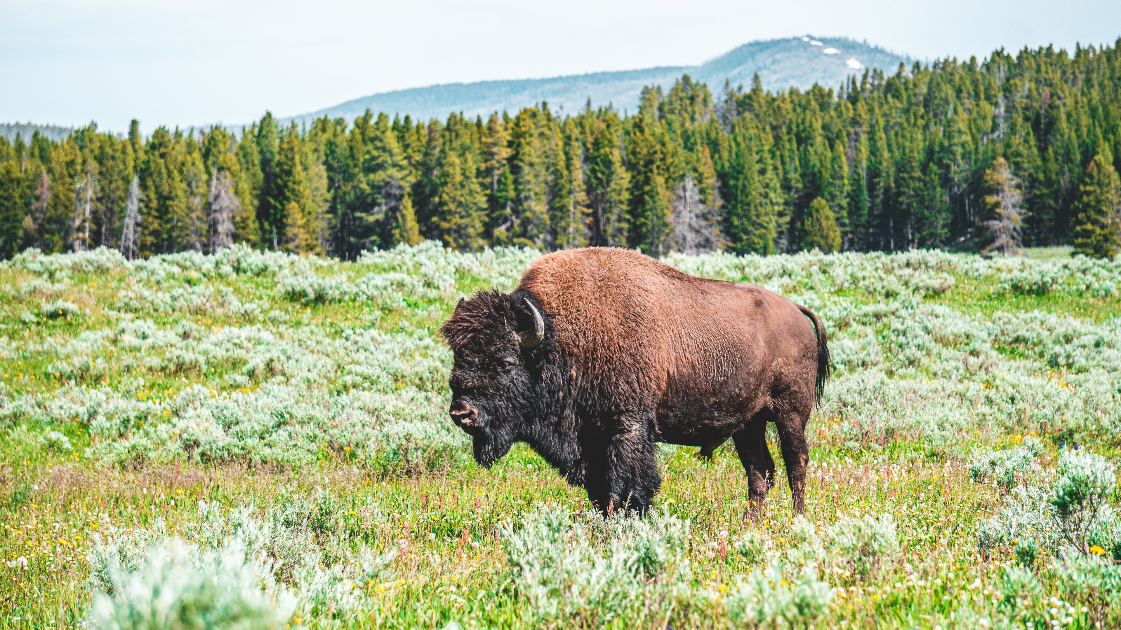 Bison on a grassland