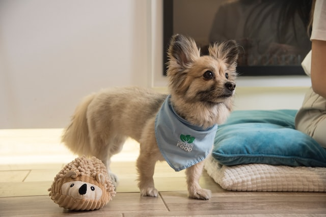 Dog swallowed stuffed clearance animal