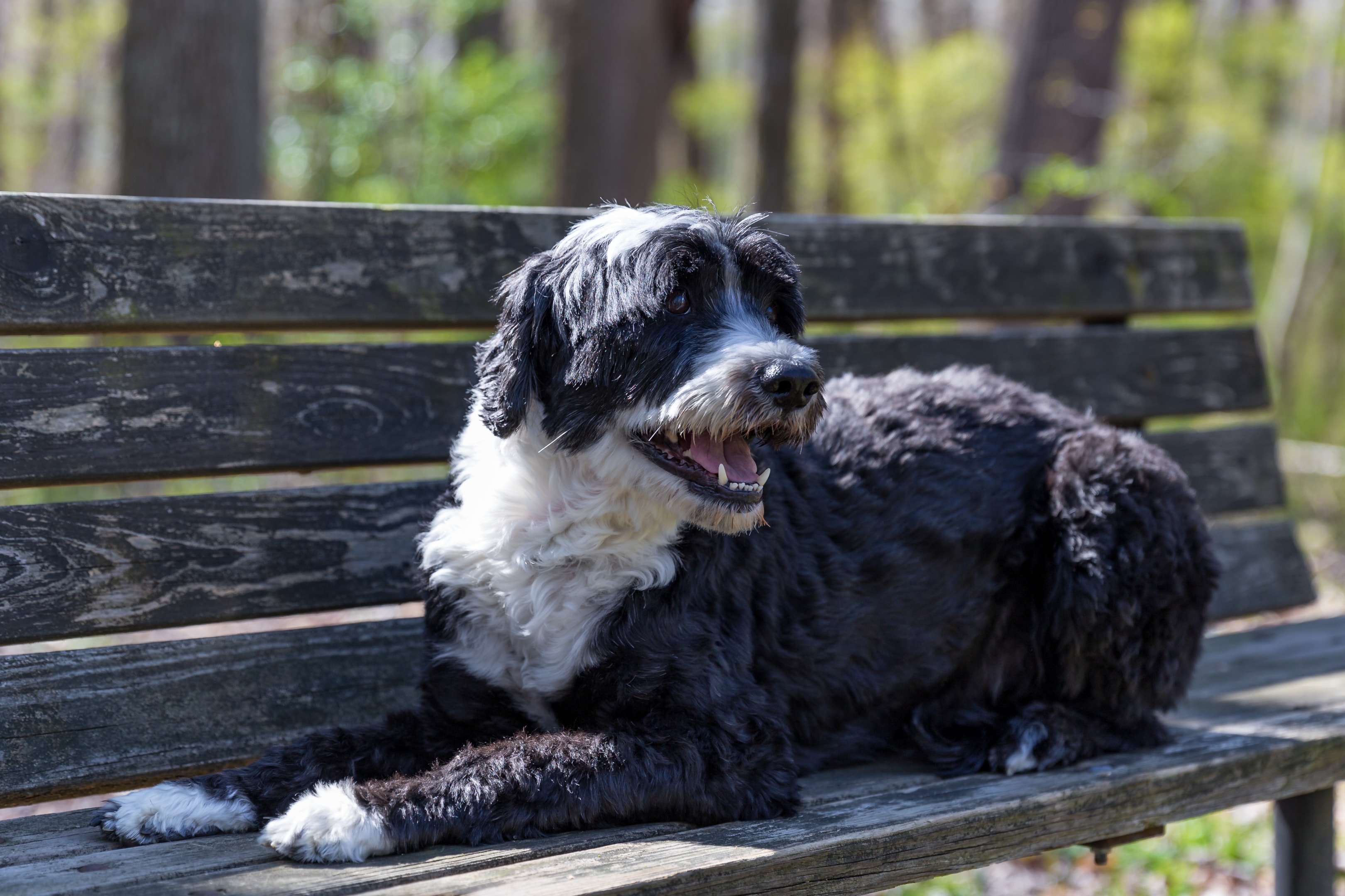 A happy Portuguese water dog laying on a bence