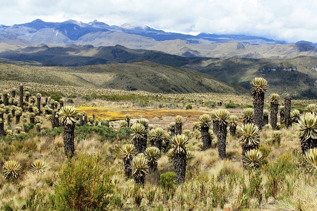 moor, tolima, frailejones