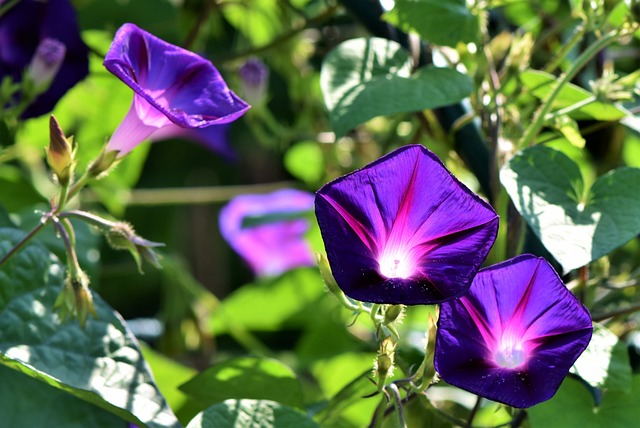 morning glories, flowers, violet flowers