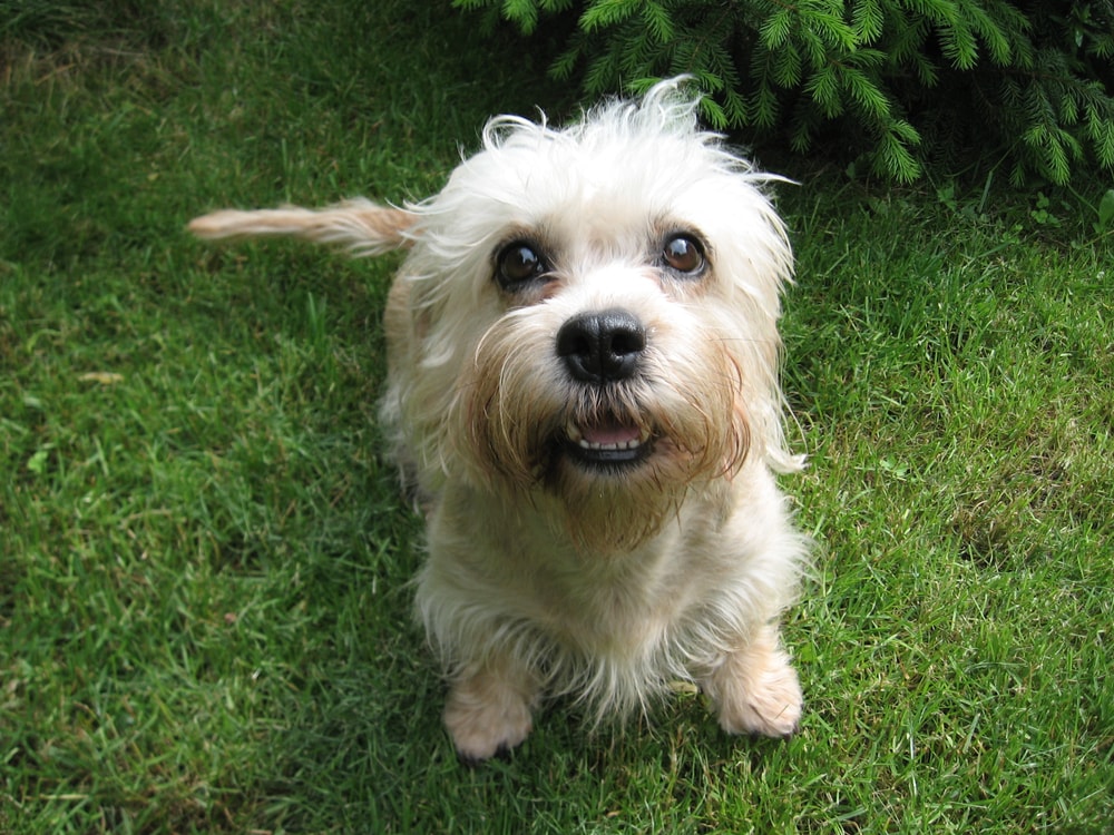A small Dandie Dinmont Terrier